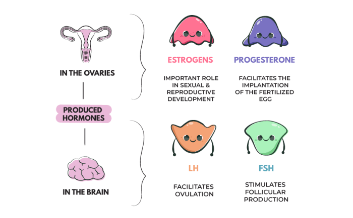 Hormonal health and reproductive systems